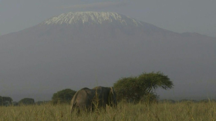 A new avocado farm in southern Kenya has met with backlash for supposedly blocking elephant migration routes. The tug-of-war over the 180 acres of land in the shadow of Mount Kilimanjaro tells a bigger tale: a struggle for the survival