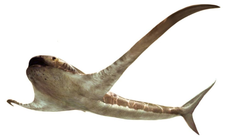 The species, Aquilolamna milarcae, which lived around 93 million years ago, was discovered in the north east of Mexico