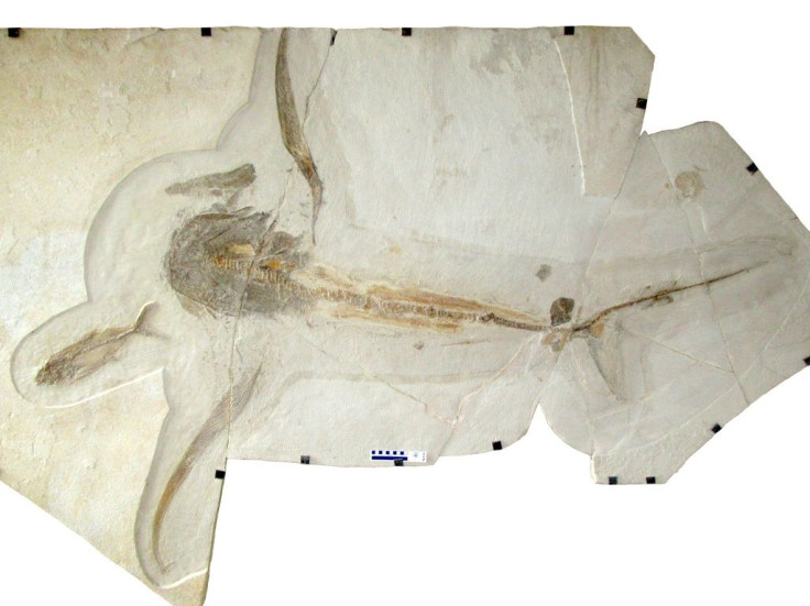 The eagle shark is now the second known plankton eating fish discovered from the last epoch when dinosaurs still stalked the Earth