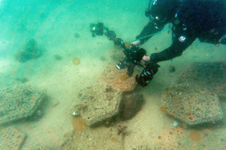 A marine scientist diver from the University of Hong Kong swims above a cuttlefish protecting her eggs inside an artificial 3D-printed clay seabed