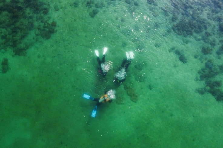 Tiles carrying 400 coral fragments have been laid on a 40 square-metre (430 square-foot) section of sea floor