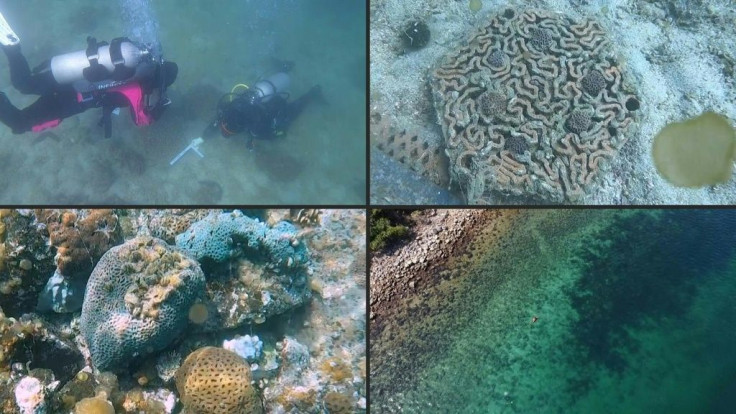 Hong Kong's fragile coral reefs boosted by 3D printing