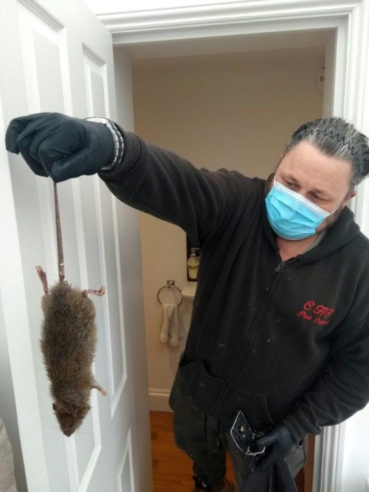 Rat-catcher Colin Sims says callouts to deal with rats have jumped 75 percent since Britain first entered coronavirus lockdown a year ago