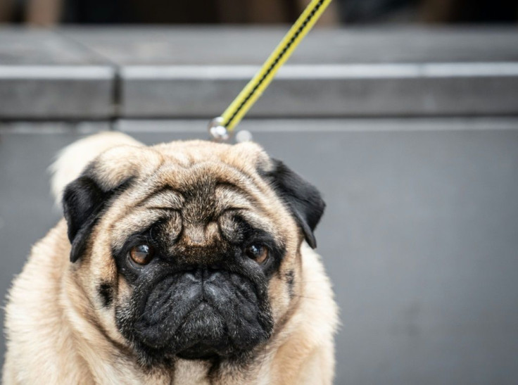 Studies have shown that the carbon pawprint of a dog depends on its size and where it lives