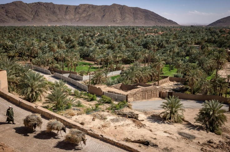 Many in Figuig are reliant on date palms for their livelihoods