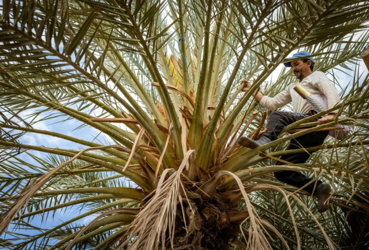 Many in Figuig are reliant on date palms for their livelihoods