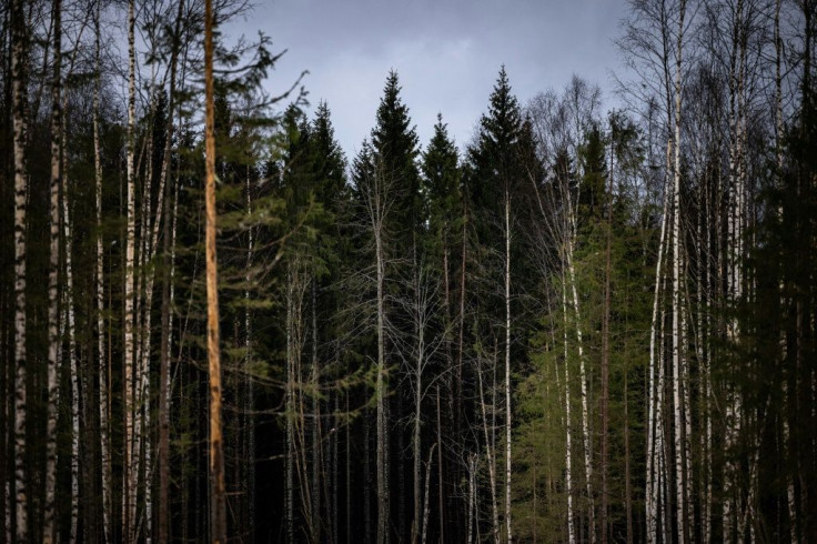 Russia's timber industry could improve its environmental image as wood is a much greener construction material than concrete, which releases lots of carbon into the atmosphere during its production.