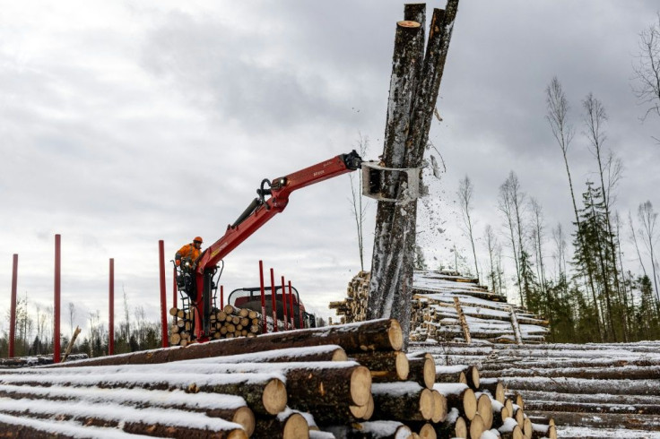 Environmental groups are sceptical of claims that all felled forests are replanted, and are calling for tighter regulation of the industry.