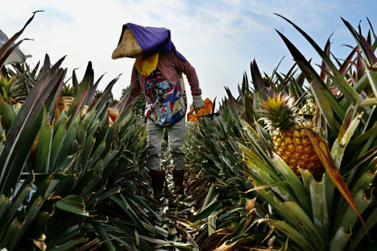 While much of Taiwan's pineapple crop is consumed at home, 90 percent of its overseas shipments head for sale in the vast Chinese market