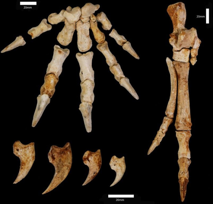 Fossils of an extinct kangaroo discovered in southwestern Australia show "hugely unexpected" tree-climbing behaviour