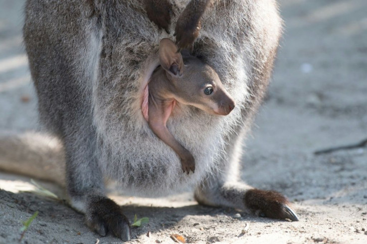 Mammals living on the Nullarbor Plain include theÂ southern hairy-nosed wombat, which shelters from the hot sun by burrowing into the sands, as well as red kangaroosÂ and dingoes