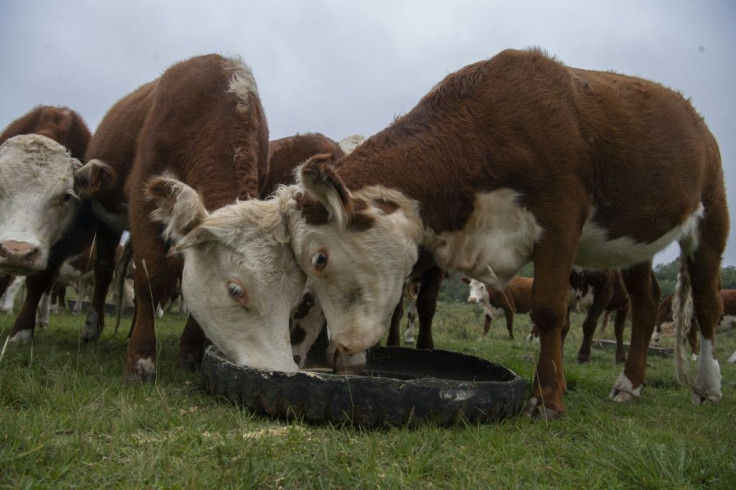 Livestock farming is the major industry in Uruguay which slaughtered more than 2.2 million cattle in 2019