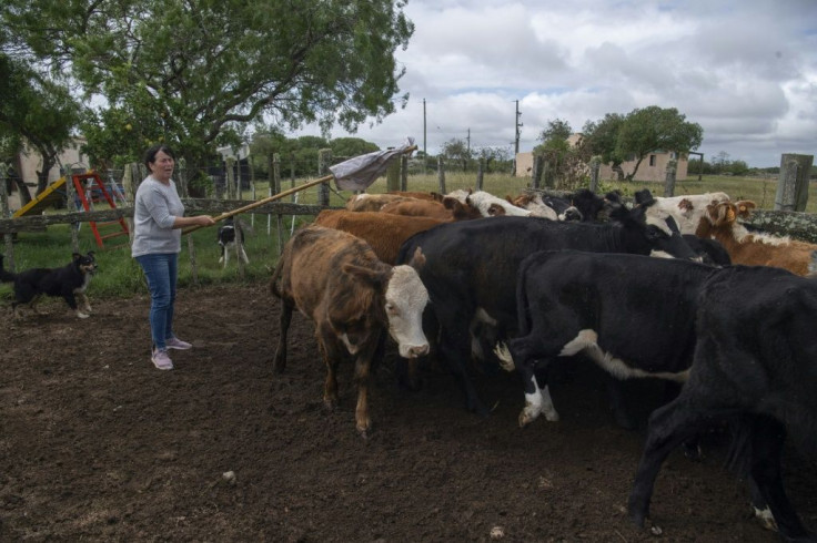 Rosa Correa's farm is one of 62 involved in a project to try to reduce livestock emissions through 'smart climate practices'