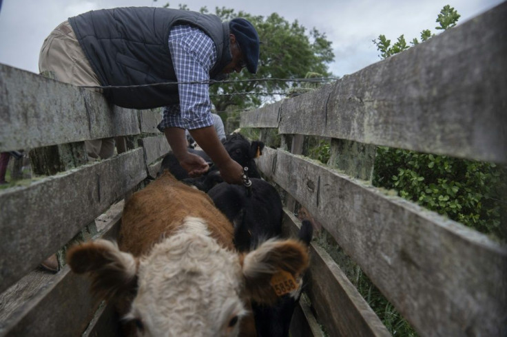 Farmers like Alejandro Rodriguez have been advized to take care of the pastureland their cattle graze on to improve productivity