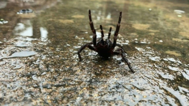 A "plague" of the world's most venomous spiders could swarm Sydney after torrential rain and flooding, the Australian Reptile Park said Wednesday, warning that the deadly arachnids could seek refuge in homes as they escape the deluge.