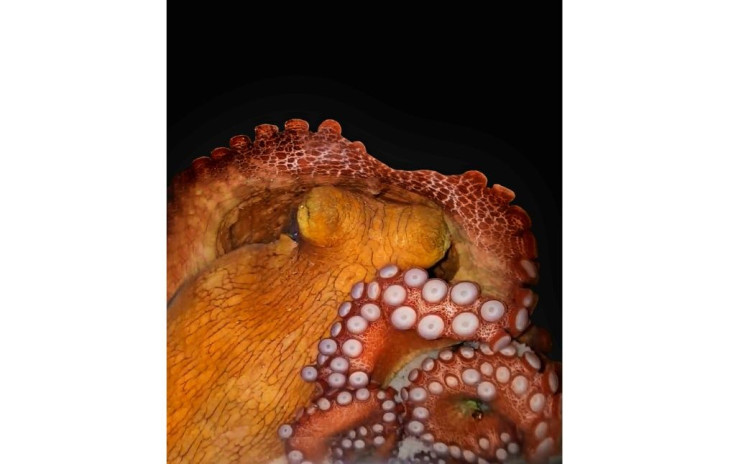 This handout image made available by the Brain Institute of the Federal University of Rio Grande do Norte, Brazil, shows an octopus in active sleep