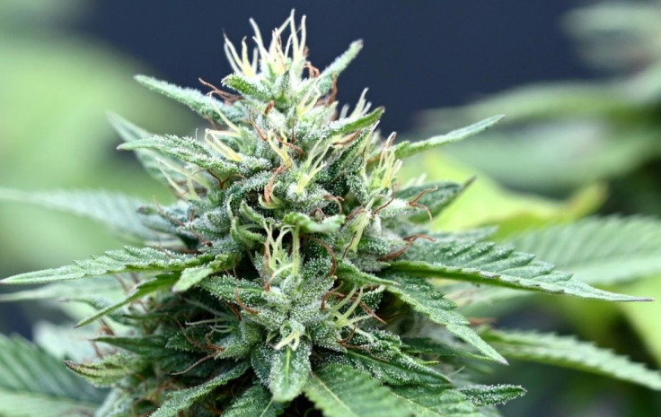 Cannabis is credited with powerful anti-pain properties