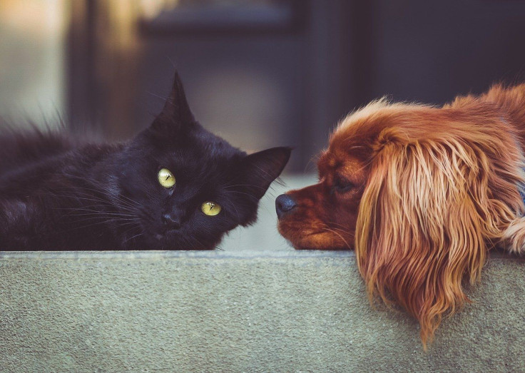 Dog and Cat