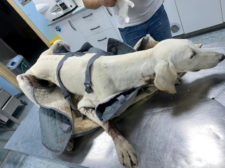 Stray dog Bernie was found badly burned and with multiple stab wounds
