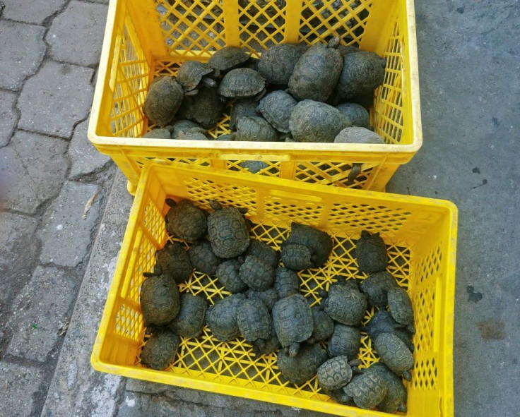 The juvenile critters were wrapped individually in plastic, and ten of them had died by the time the suitcase was opened