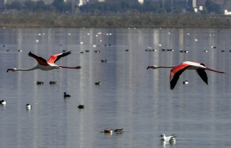 A pair of flamingos flies over the Sijoumi mudflat on the southern outskirts of Tunisia's capital Tunis