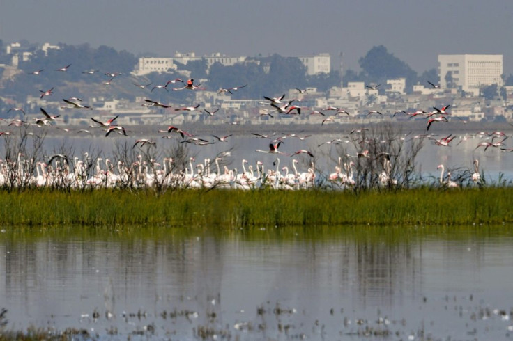 Residents complain of pollution, recurrent flooding and swarms of mosquitos from the lagoon, one of North Africa's most important wetlands