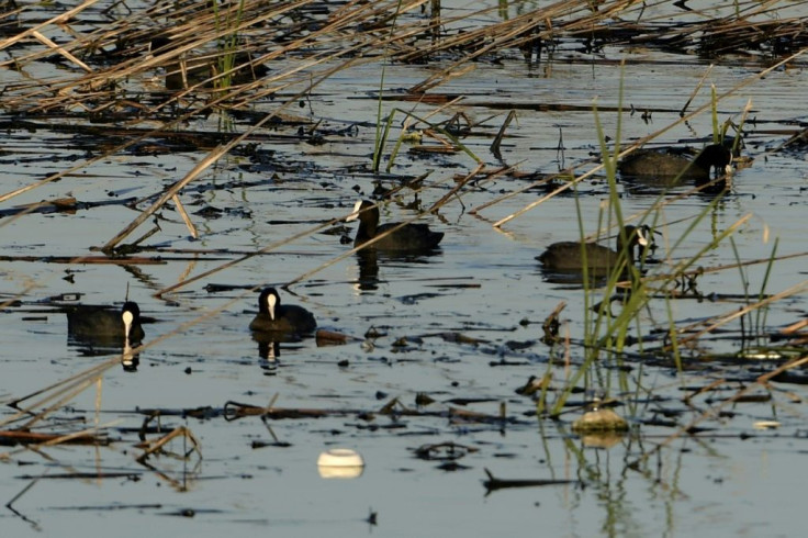 Eurasian coots (Fulica atra) swim in the polluted Sijoumi mudflat