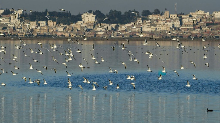 Seagulls fly over the Sijoumi mudflat, where more than 100,000 birds of some 100 different species spend winter