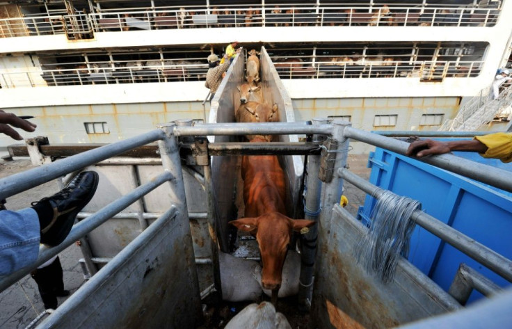 Countries from Australia to Romania and Uruguay export live animals in long voyages that have been deadly at times, with thousands of cattle and sheep perishing at sea in recent years.
