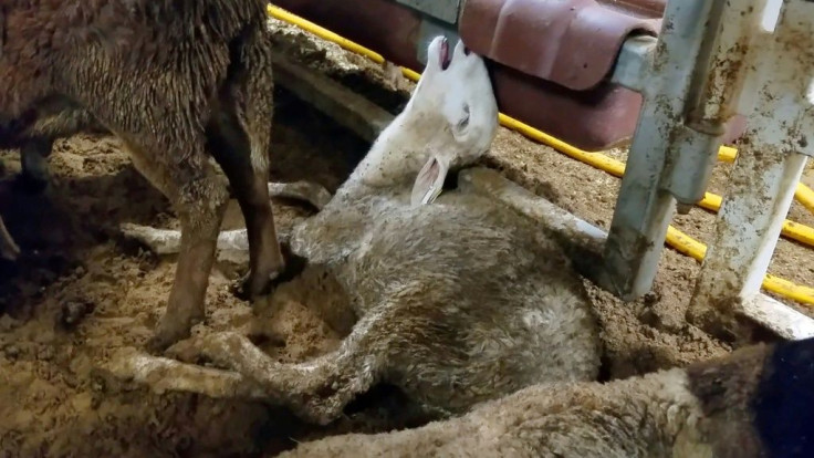 Australia passed reforms to its live export trade in 2018 after video released by animal rights activists showed sheep -- some already dead -- crammed together in small, stifling pens and covered in excrement on ships heading to the Middle East.