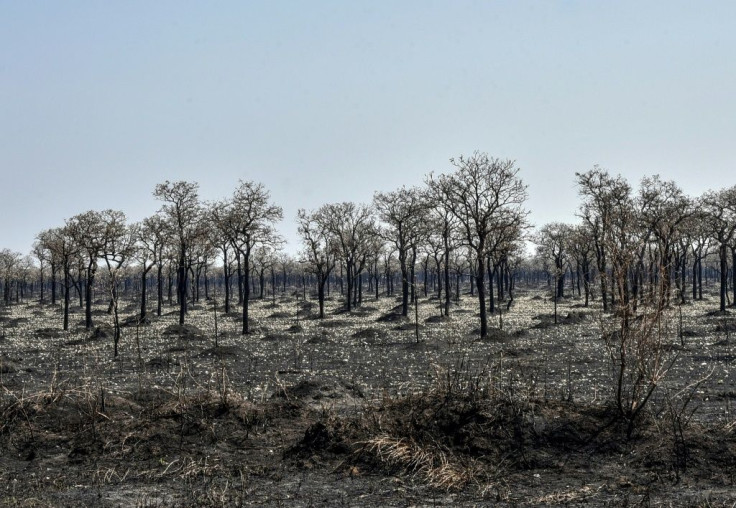 Bolivia saw the third highest level of forest destruction in 2020