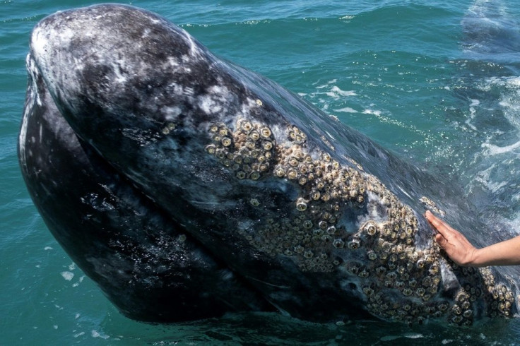 Gray whales are similar in size to humpbacks but recognizable from theirÂ mottled gray coloring