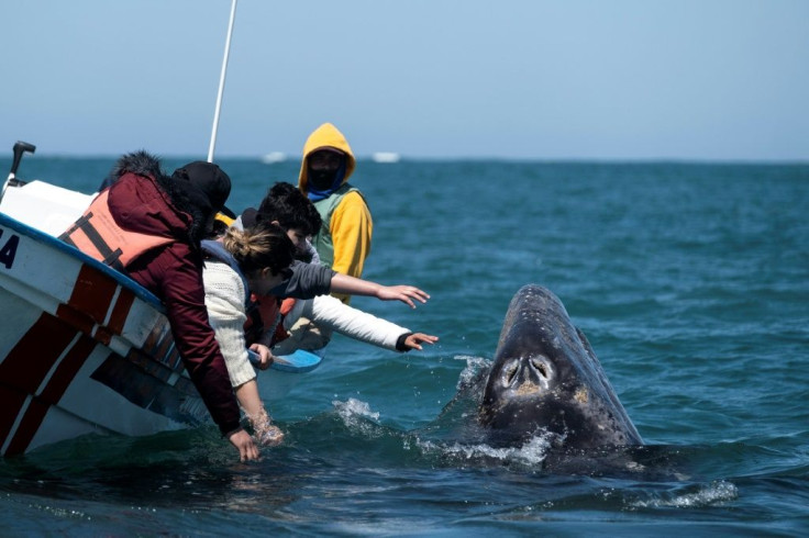 Gray whales migrate from their summer feeding grounds off Alaska to mate and give birth in the warmer waters off Baja California