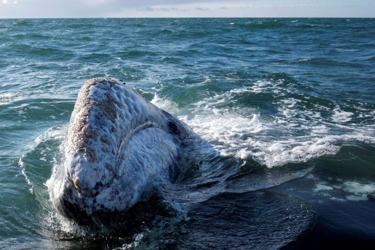 Conservationists say the eastern North Pacific is home to the only definitely surviving breeding population of gray whales