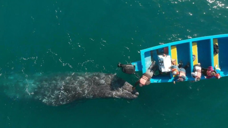 In Baja California, northern Mexico, grey whales have offered welcome relief to tour operators, who have seen the return of tourists to observe the animals after a drop in coronavirus cases.
