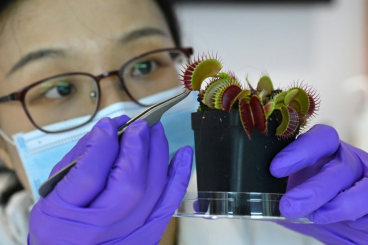 Researchers in Singapore linked up plants to electrodes, using the technology to trigger a Venus flytrap to snap its jaws shut at the push of a button on a smartphone app