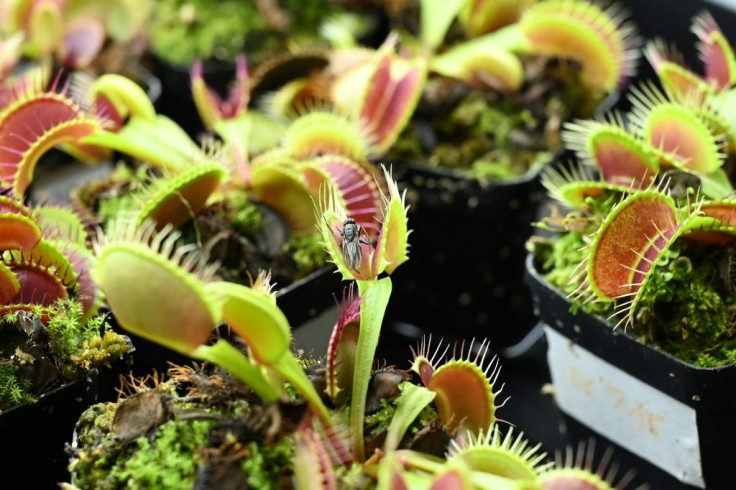 The technology is in its early stages, but researchers believe it could eventually be used to build advanced "plant-based robots"
