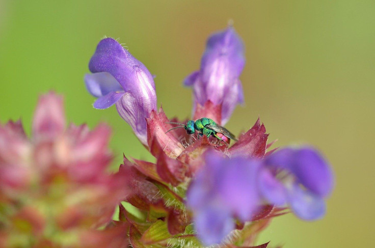 Cuckoo Wasp