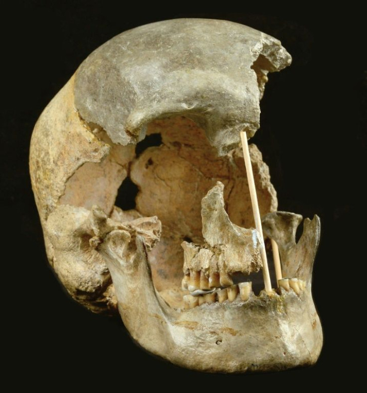 Genetic analysis of a skull found in 1950 reveals it dates back at least 45,000 years