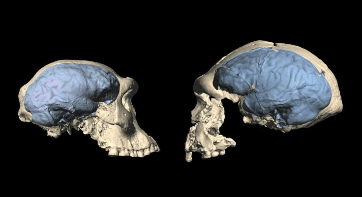 This photo from the University of Zurich shows skulls of early homo from Dmanisi, Georgia (specimen D4500, L) and Sangiran, Indonesia (specimen S17, R)