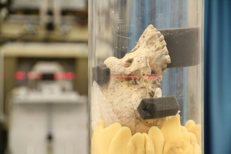 This undated photo released by the European Synchrotron Radiation Facility shows a Dmanisi cranium D4500 skull, mounted for synchrotron tomography on beamline ID17 at the European Synchrotron Radiation Facility in Grenoble, France