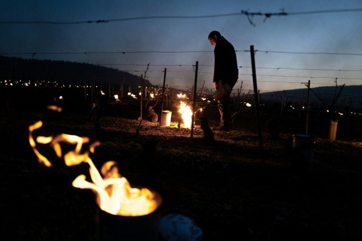 Protecting the vines from sub-zero temperatures