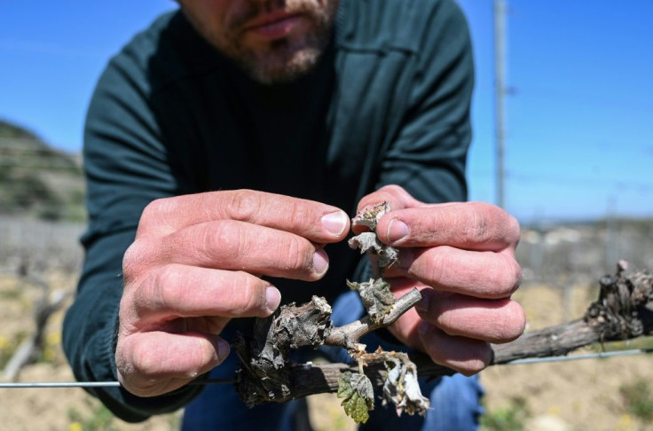 French winemaker Remy Nodin looks at his vine buds damaged by the frost the night before in Saint-Peray, near Valence, on April 8, 2021