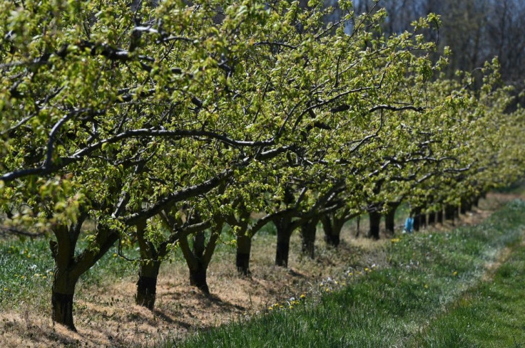 This picture taken on April 8, 2021, shows an apricot orchard after a night of frost in Veaunes, near Valence, Southeastern France