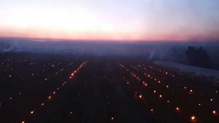 In an attempt to combat the frost which has followed a couple of weeks of mild weather, growers have installed candles between the 1,700 apricot trees on this farm in Saint-Prim, IsÃ¨re. The fruit tree, which flowers early, is very sensitive to frost.