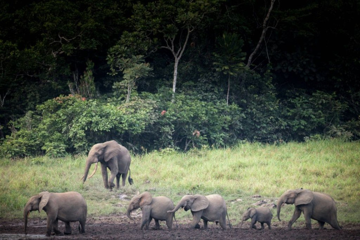 In mountain regions, 84 percent of endemic animals and plants face extinction in a 3C world, while on islands -- already devastated by invasive species -- the figure rises to 100 percent