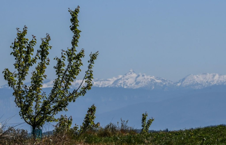 Apricot trees near Valence, southeastern France, have also been hurt by the frost