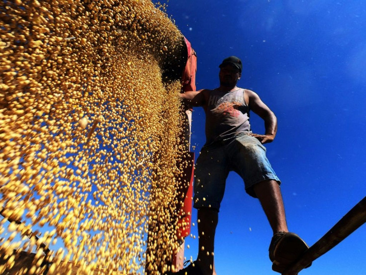 A worker scatters cropped soybeans in a truck in Brazil's Rio Grande do Sul, the third-largest state producer of grain in the country