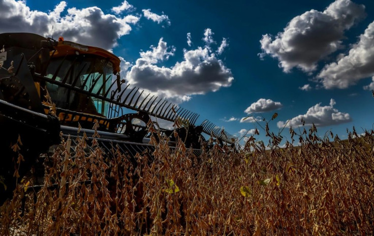 Working side by side, combine harvesters have been tracing giant belts of white across the golden fields, cropping the sea of soybeans under a bright blue sky