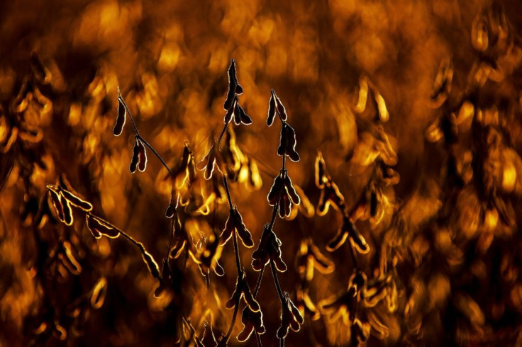 China has become a voracious importer of soy -- which it uses for hog feed